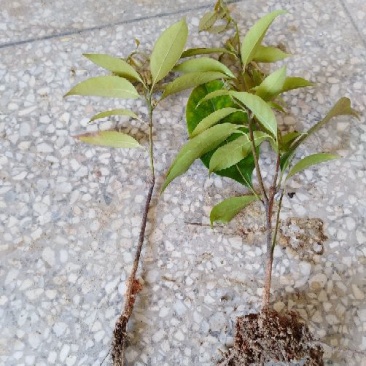 多穂石柯甜茶一年二年苗