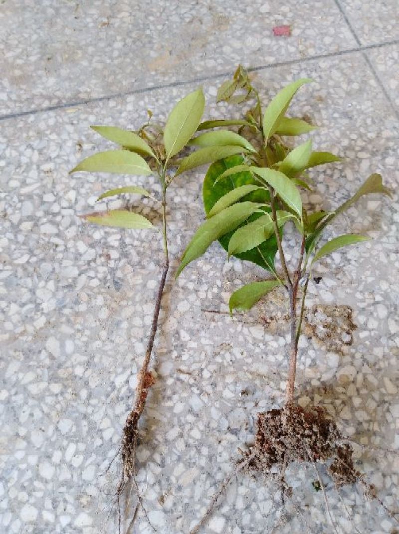 多穂石柯甜茶一年二年苗