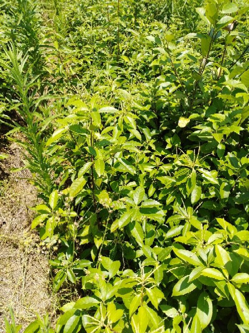 多穂石柯甜茶一年二年苗