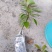 多穂石柯甜茶一年二年苗