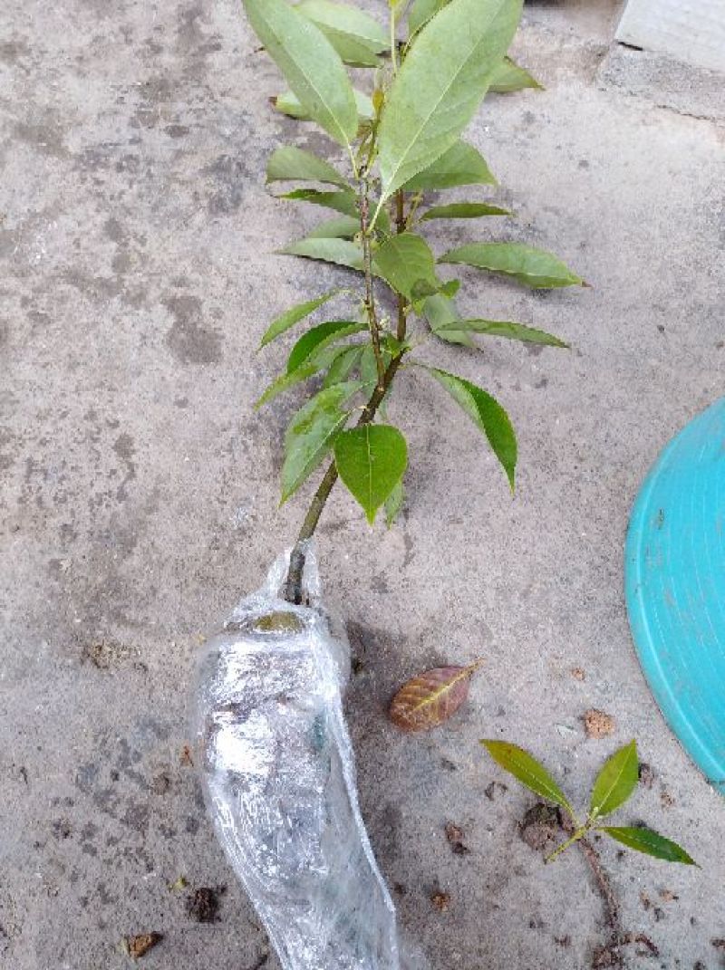 多穂石柯甜茶一年二年苗