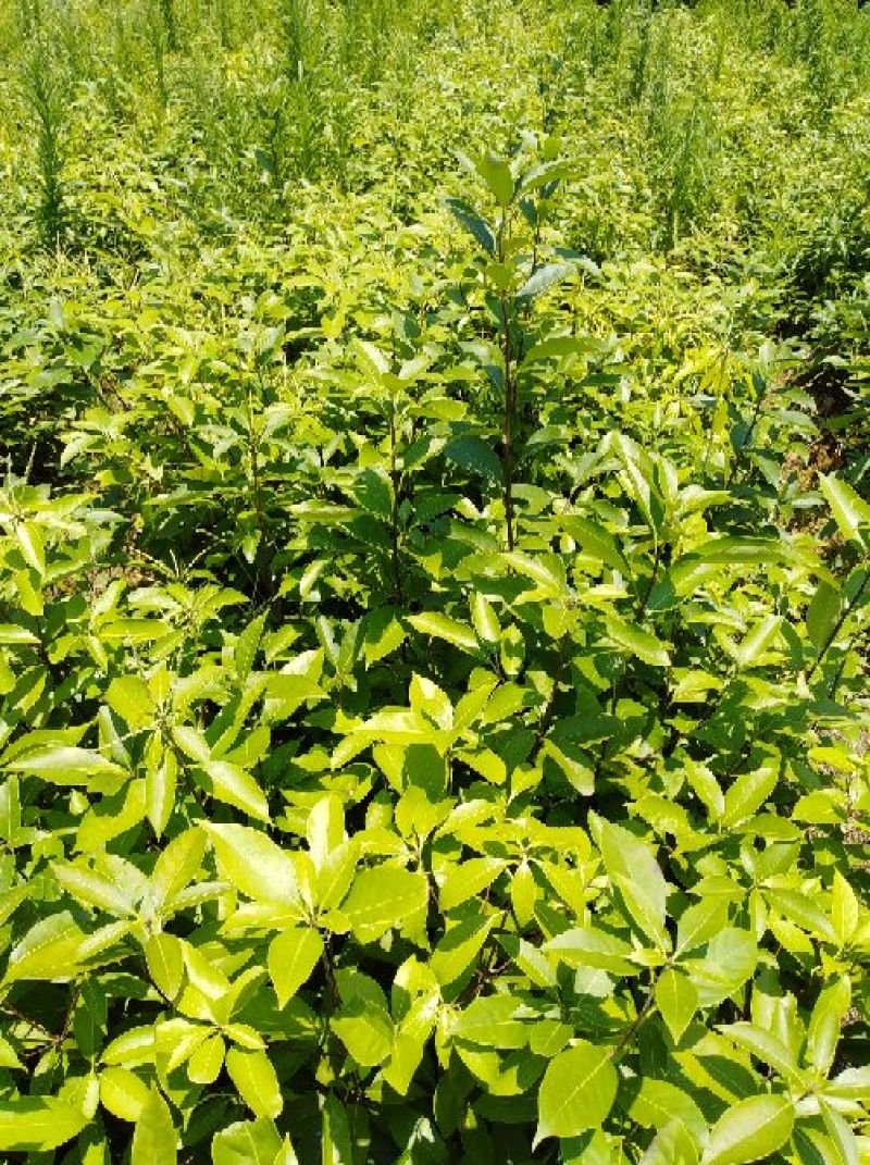 多穂石柯甜茶一年二年苗