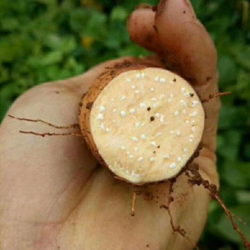 云南高原红心蜜薯，糖心红薯，