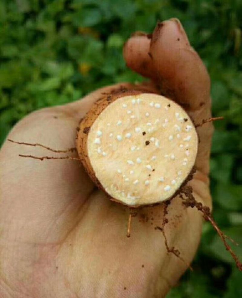 云南高原红心蜜薯，糖心红薯，