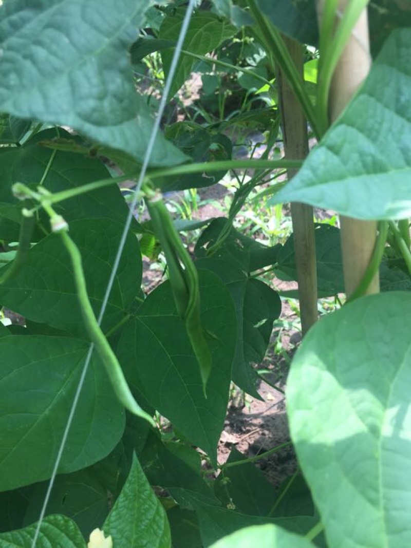 扁青芸豆20cm以上