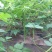扁青芸豆20cm以上
