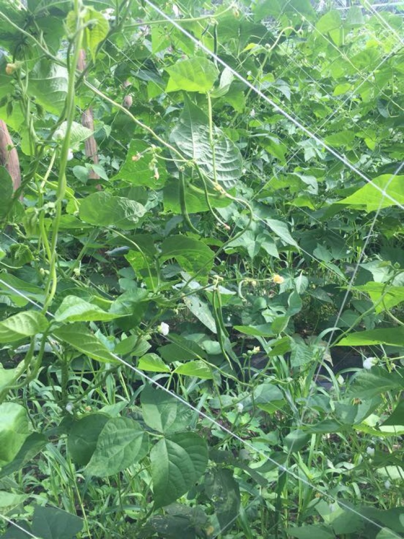 扁青芸豆20cm以上