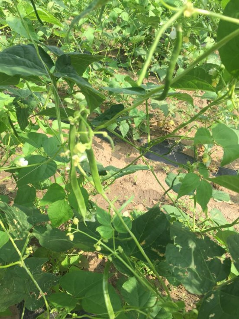 扁青芸豆20cm以上