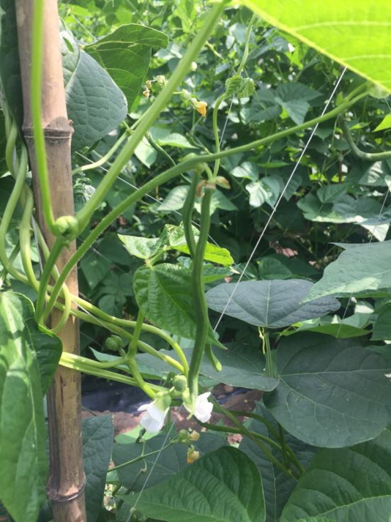 扁青芸豆20cm以上