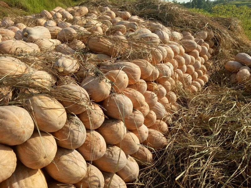金船蜜本南瓜4~5斤以上长条形个大肉红粉甜面基地直发