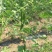 扁青芸豆20cm以上