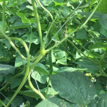 扁青芸豆20cm以上