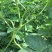 扁青芸豆20cm以上