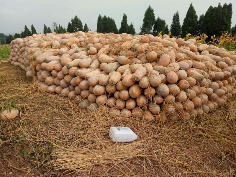 金船蜜本南瓜4~5斤以上长条形个大肉红粉甜面基地直发