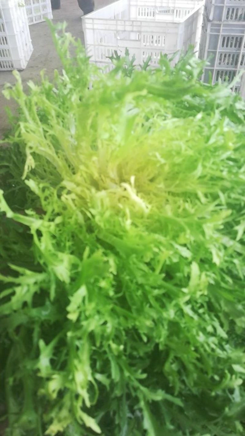 精品苦菊