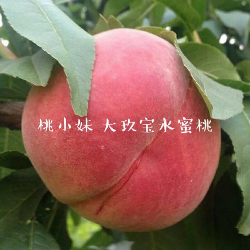 大久保85mm以上