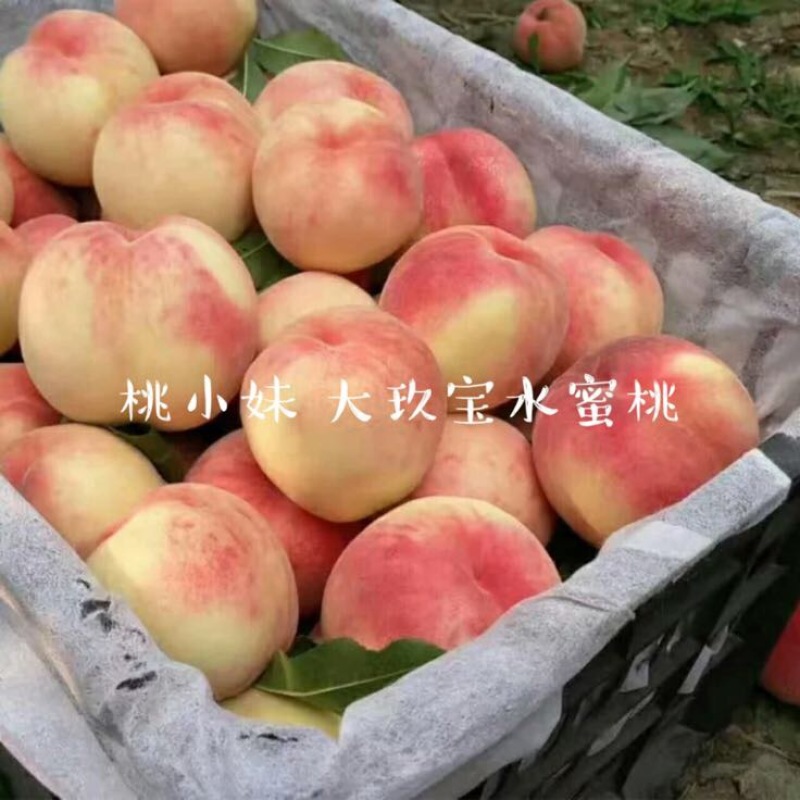 大久保85mm以上