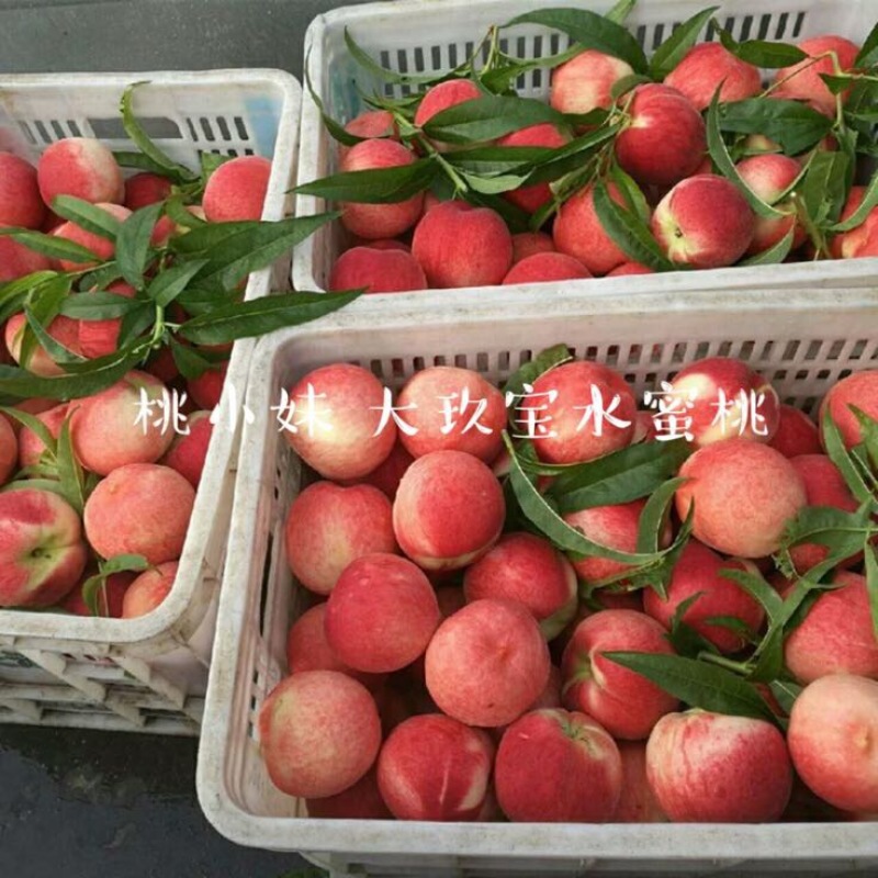 大久保85mm以上