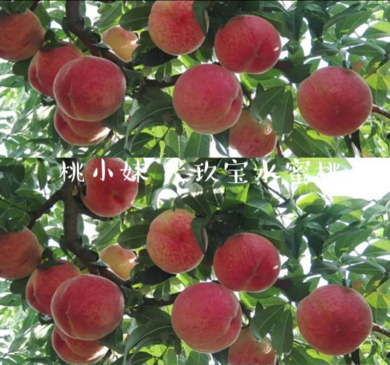 大久保85mm以上