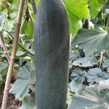 河南郸城才金种植合作社供应黑皮吊冬瓜