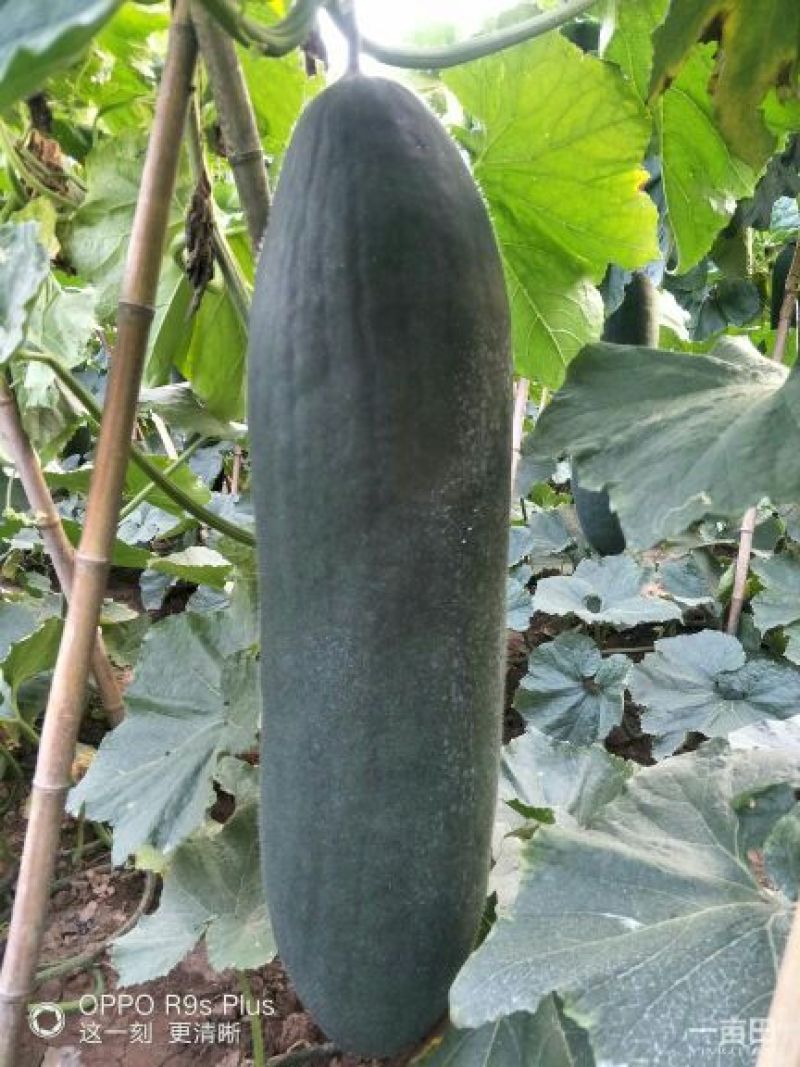 河南郸城才金种植合作社供应黑皮吊冬瓜