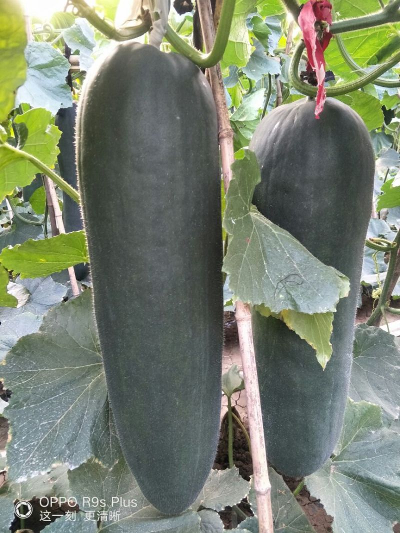 河南郸城才金种植合作社供应黑皮吊冬瓜