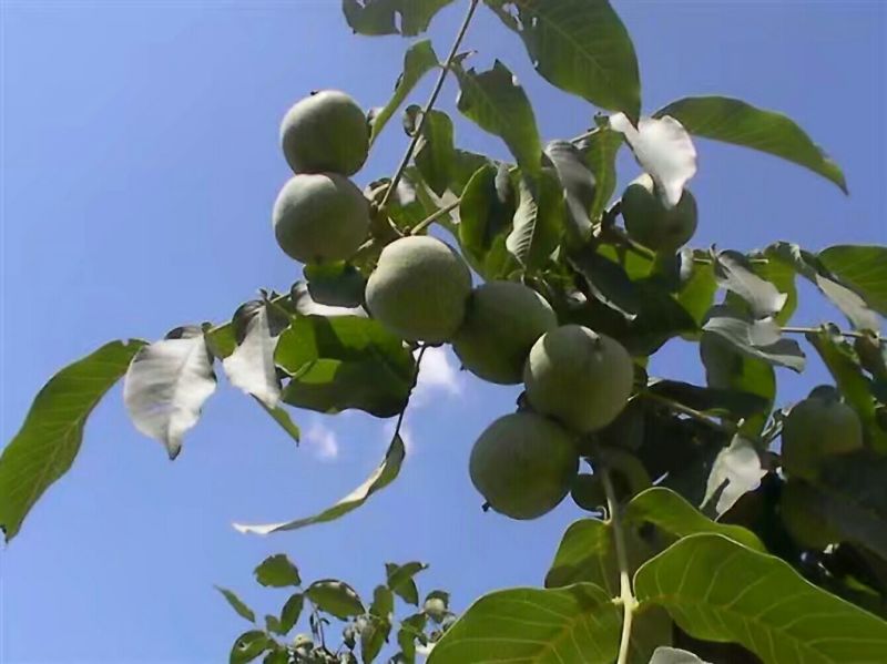 青皮核桃大量供应
