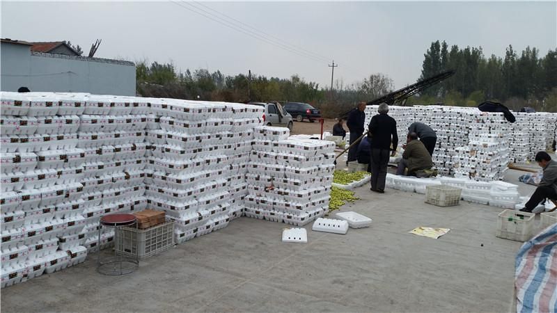 山东冬枣基地直供现摘现发日采摘量20万斤左右