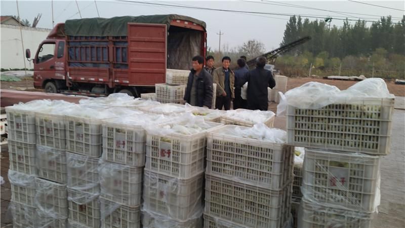 山东冬枣基地直供现摘现发日采摘量20万斤左右