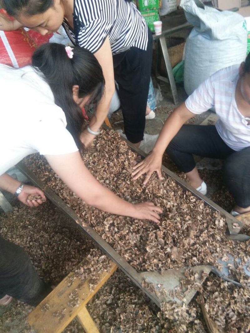 纯手工筛选分心木