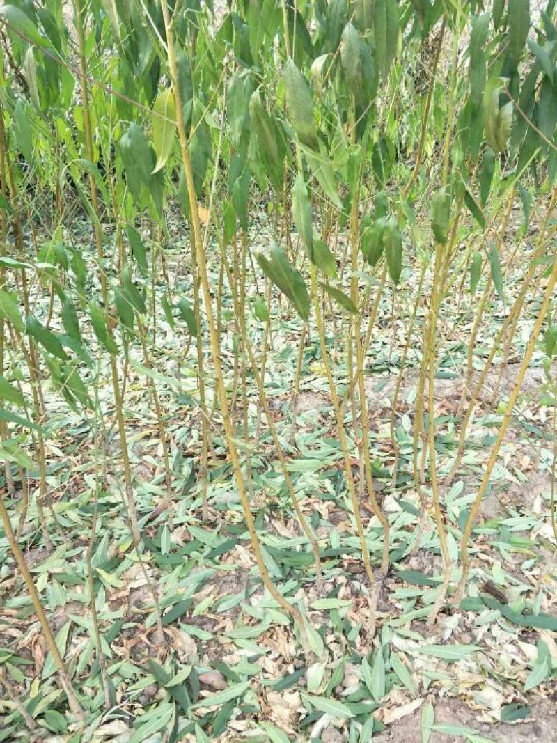 1公分桃树苗价格