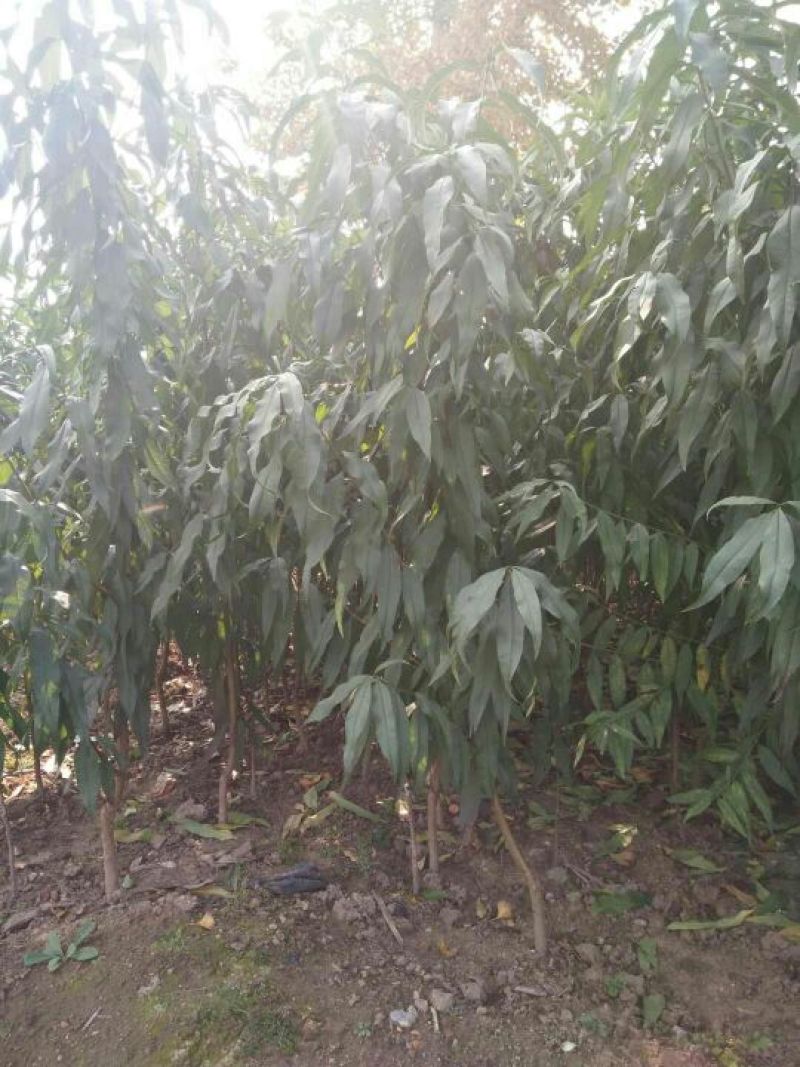 1公分桃树苗价格