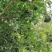 香橙种子