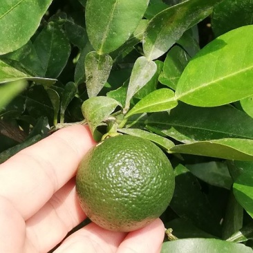 小叶香橙种子
