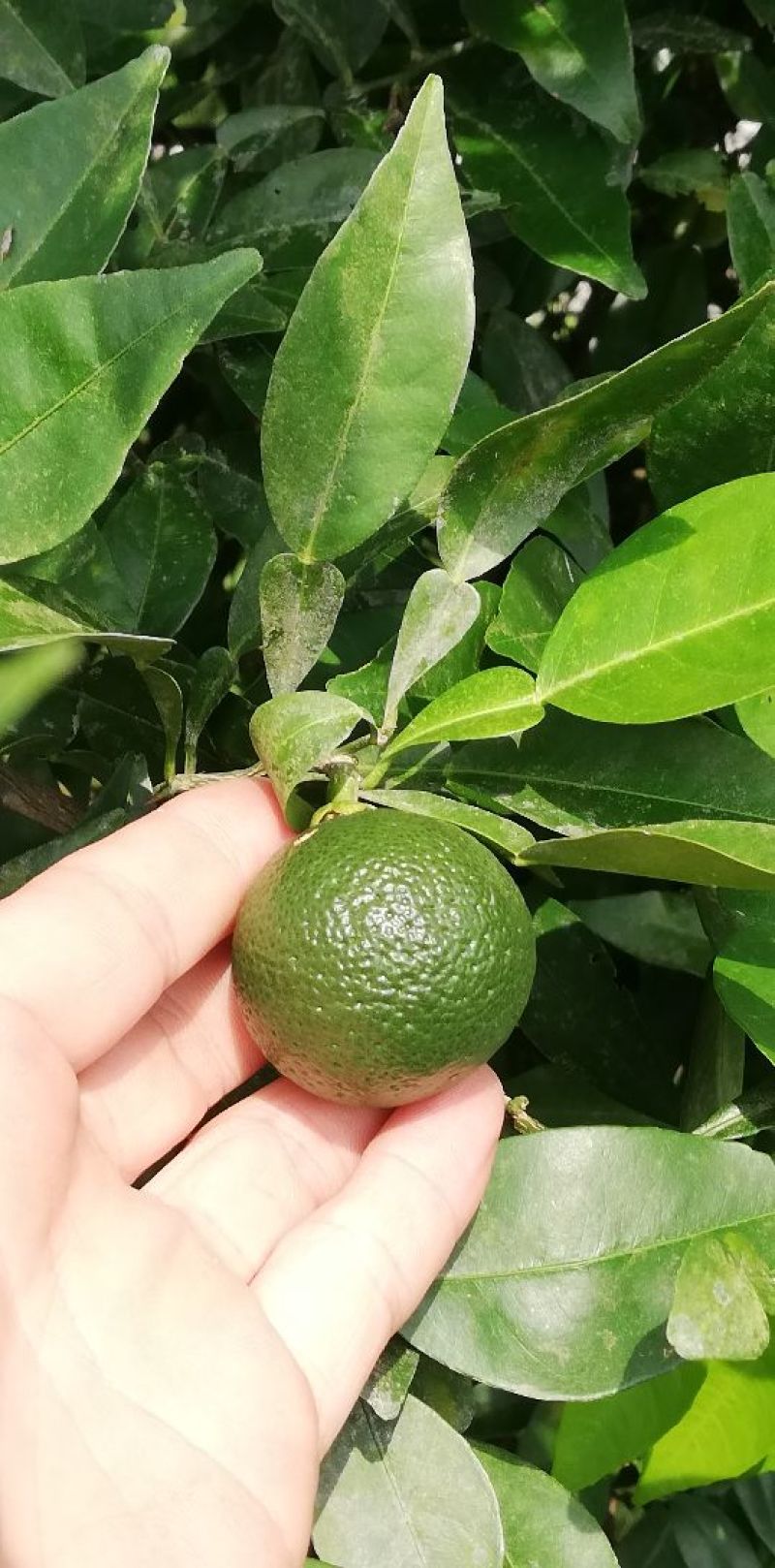 小叶香橙种子