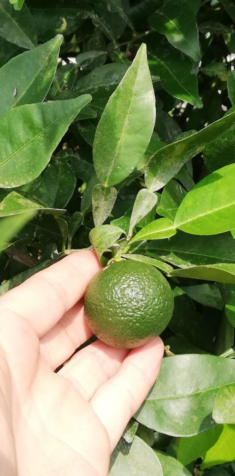小叶香橙种子
