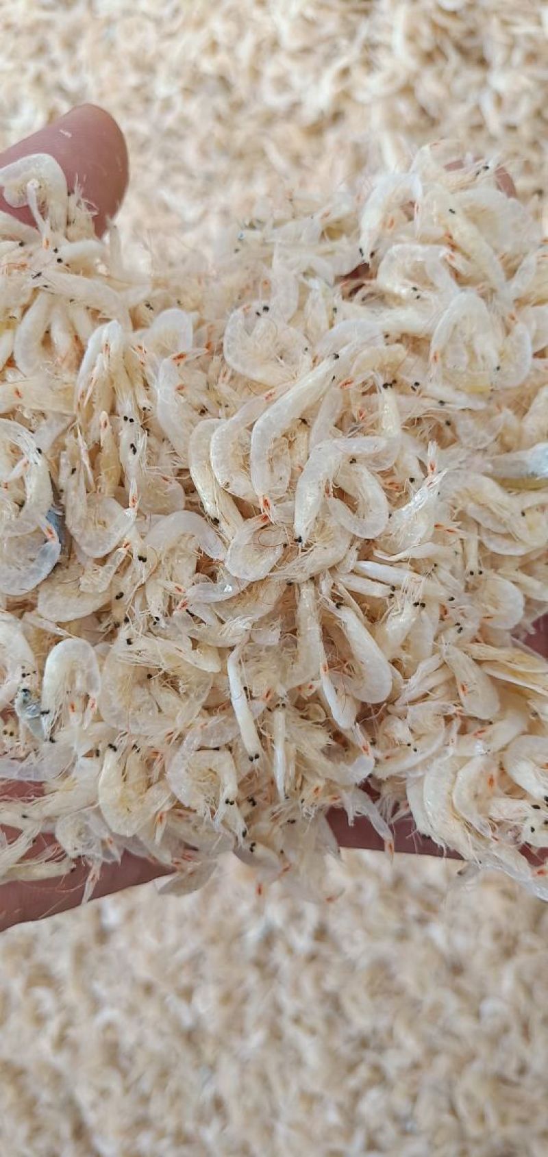 烘干，压干虾皮，大量上市，保证一手货源，