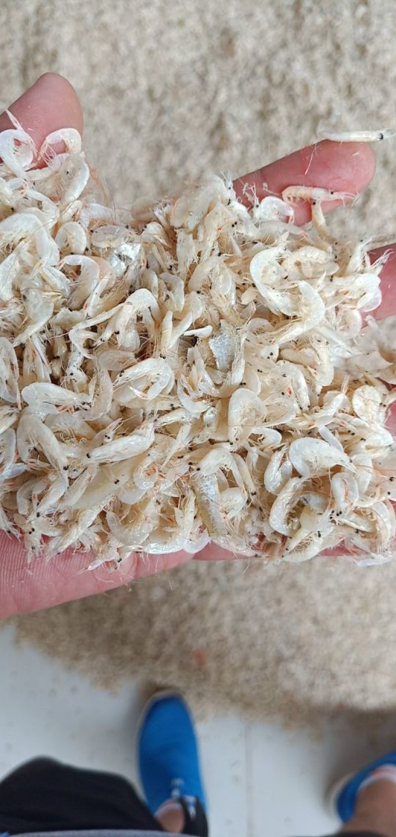 烘干，压干虾皮，大量上市，保证一手货源，