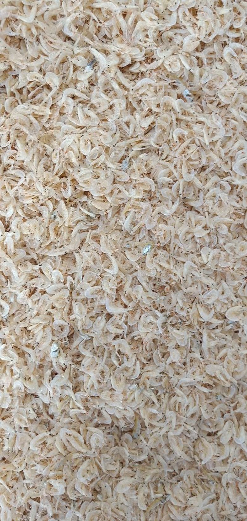 烘干，压干虾皮，大量上市，保证一手货源，