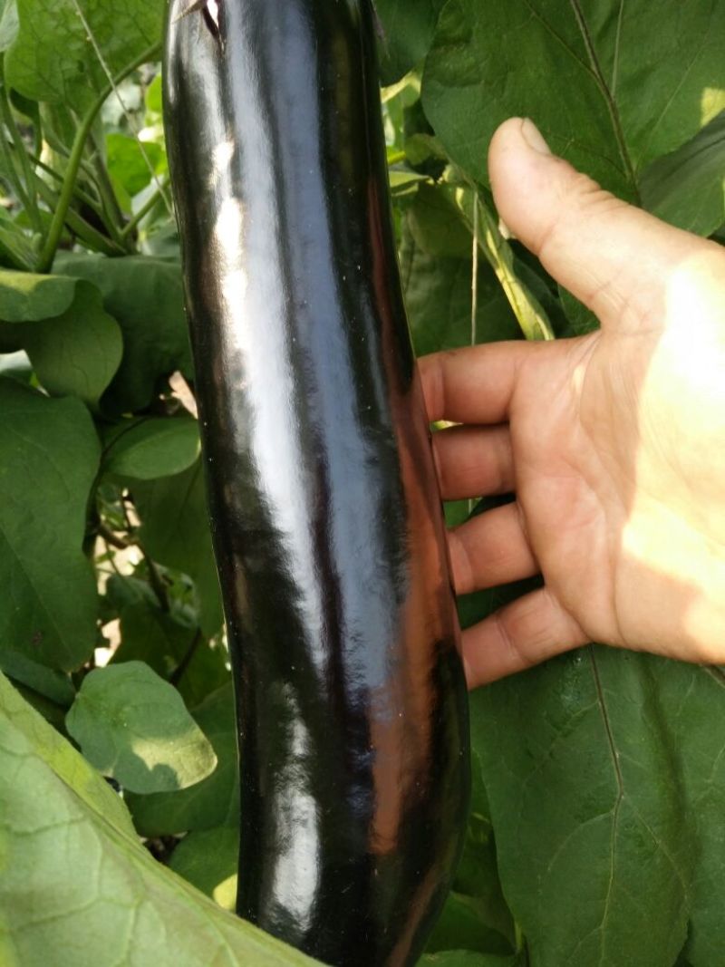 黑茄王