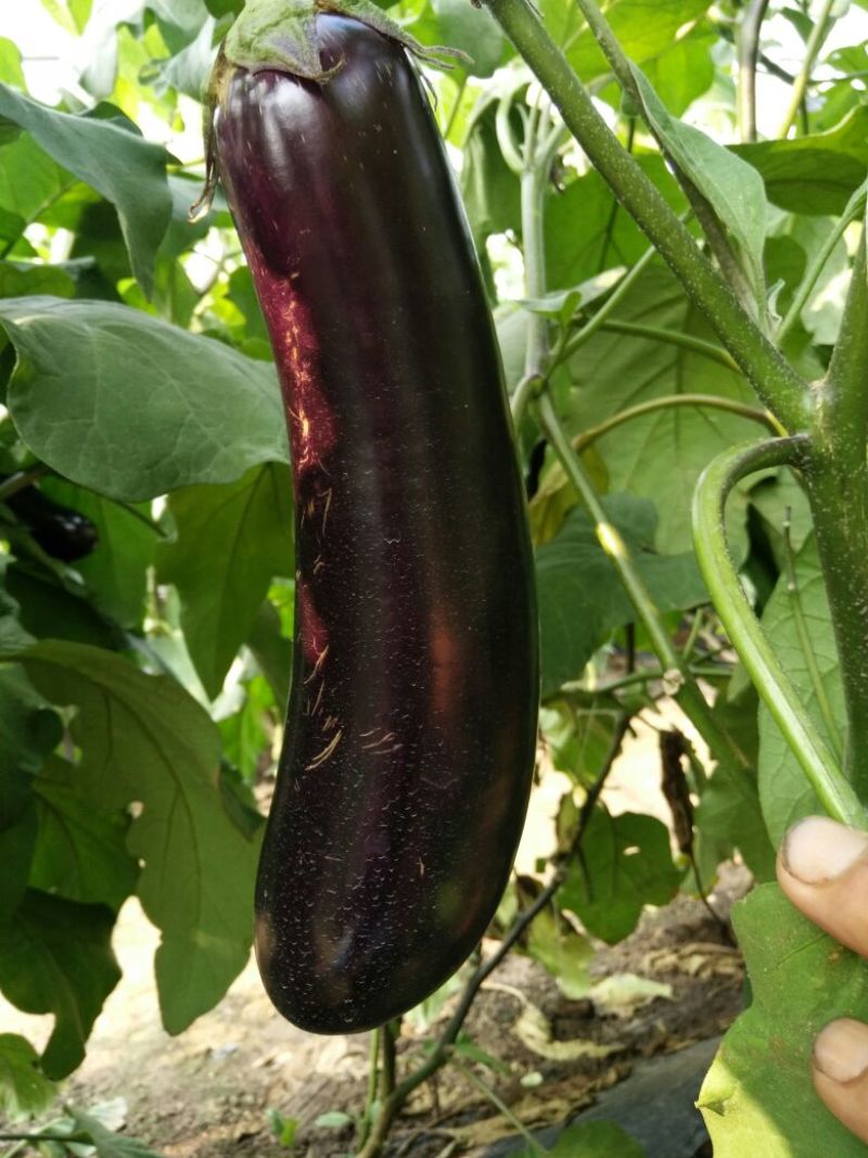 黑茄王