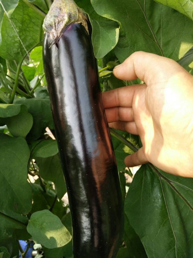 黑茄王