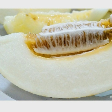 【热销】银帝蜜瓜甜瓜
