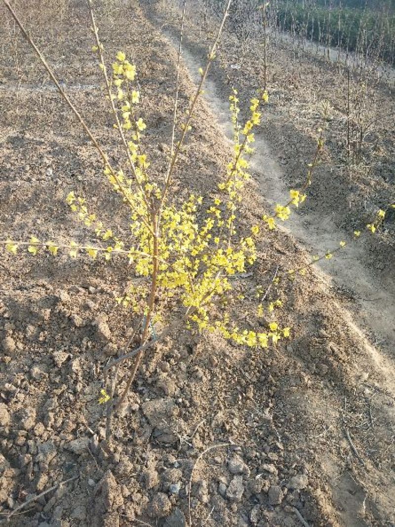 连翘苗一年连翘苗价格药用连翘苗