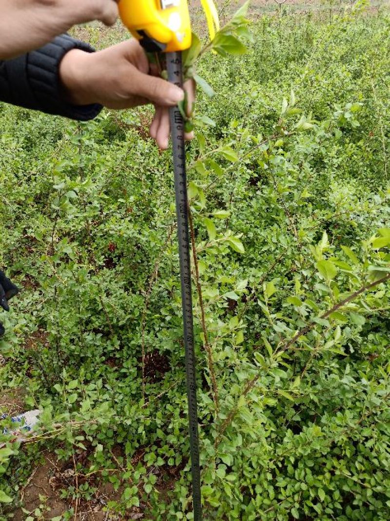 连翘苗一年连翘苗价格药用连翘苗