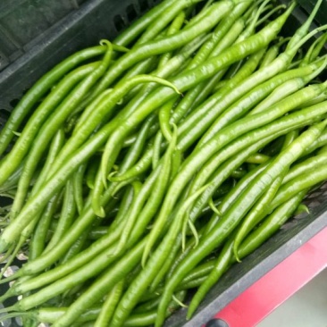 二荆条