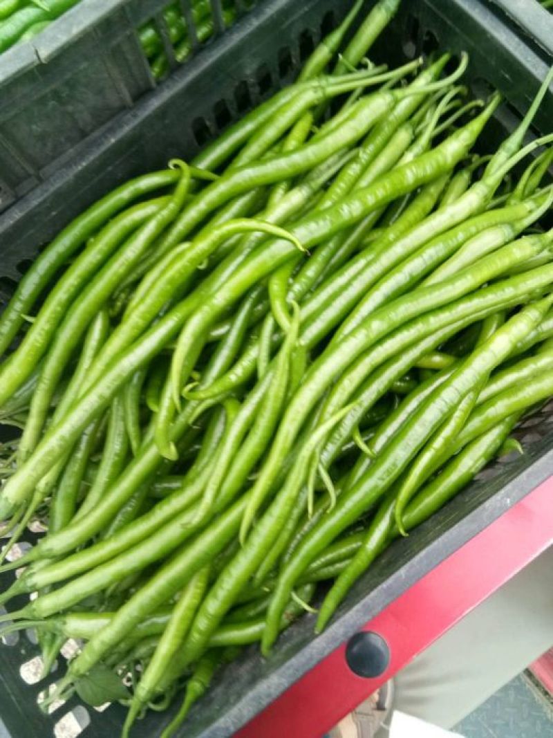 二荆条