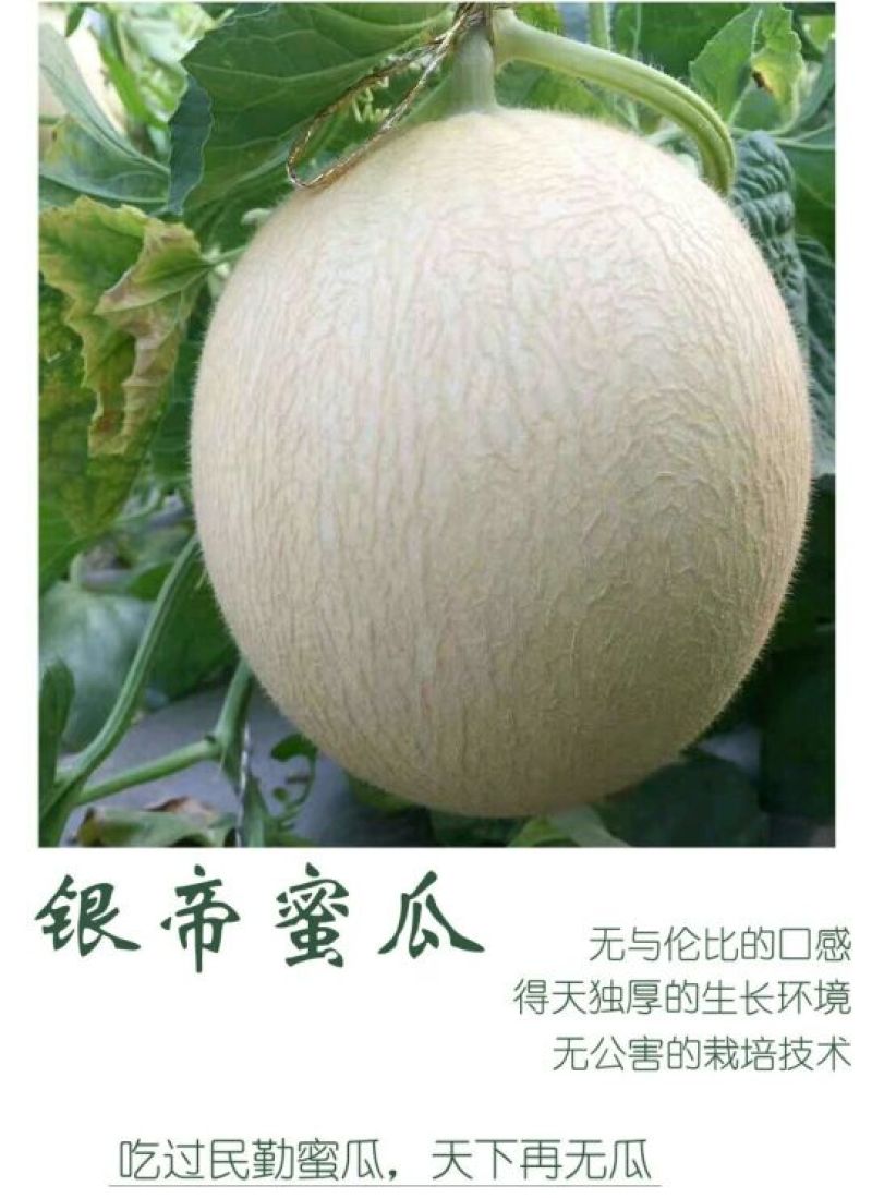 【热销】银帝蜜瓜甜瓜