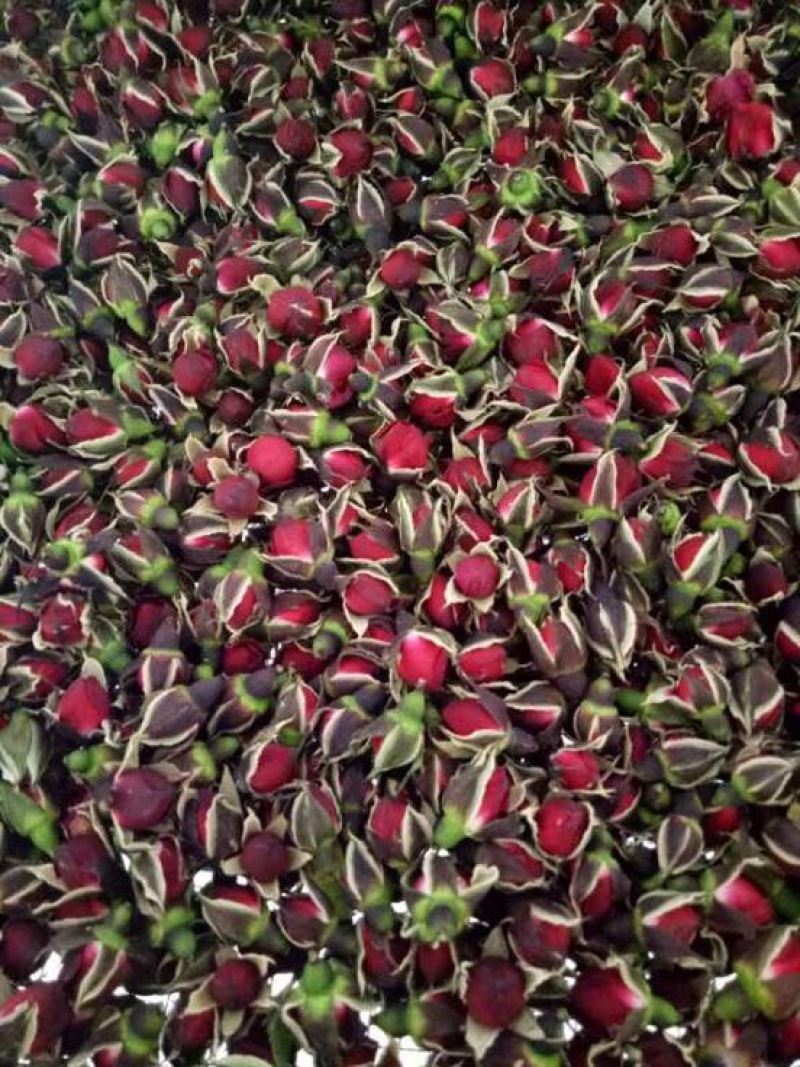 云南金边玫瑰花茶玖瑰花茶干玫瑰