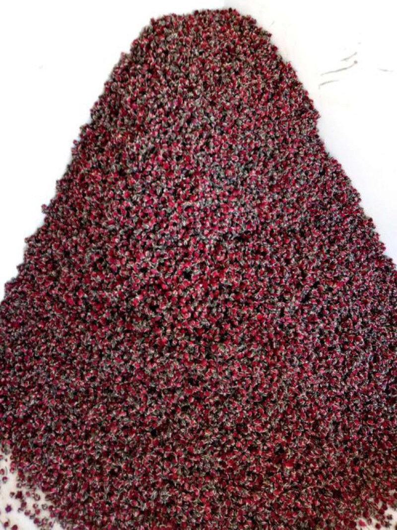 云南金边玫瑰花茶玖瑰花茶干玫瑰